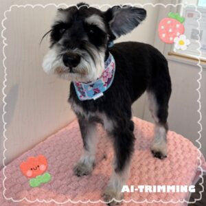 シュナウザーのプーくん☆